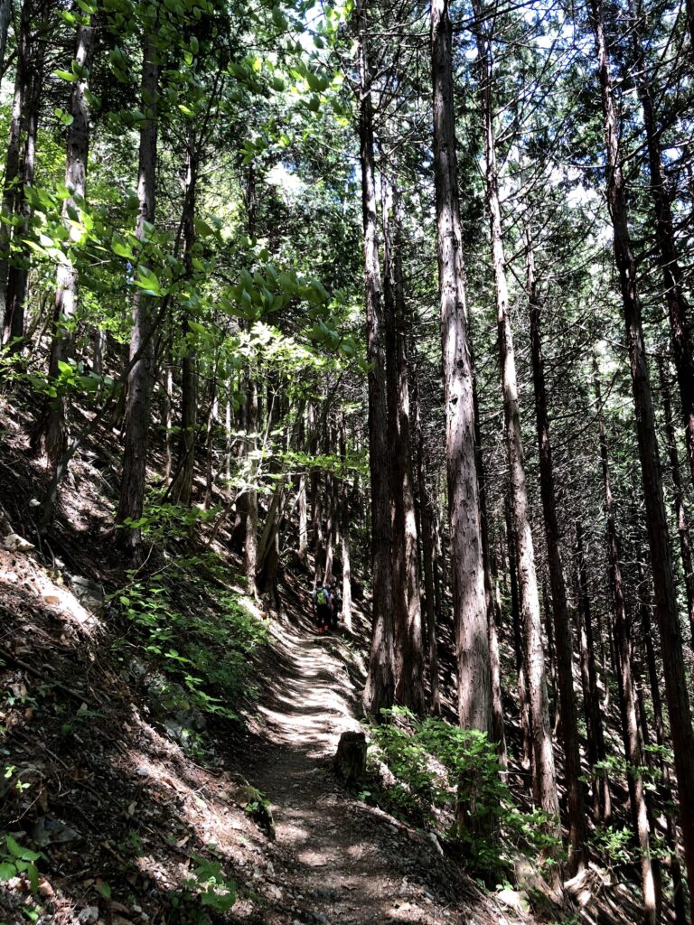 川苔山百尋の滝登山道